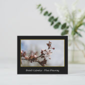BC, Kirschblütenblüte Postkarte (Stehend Vorderseite)