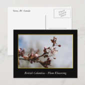 BC, Kirschblütenblüte Postkarte (Vorne/Hinten)