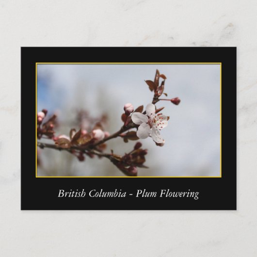 BC, Kirschblütenblüte Postkarte (Vorderseite)