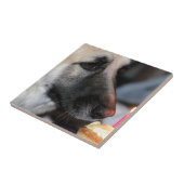 BDAY GSD FLIESE (Seite)