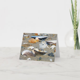 Beach Baby Pilover Chick Seashells Note Card