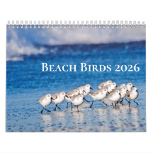 Beach Birds Fotografie