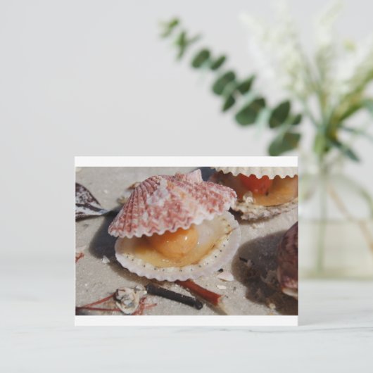 Beach Clam Postkarte (Stehend Vorderseite)