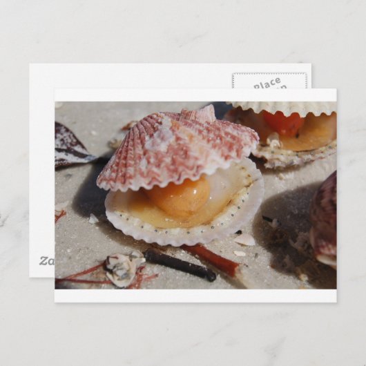 Beach Clam Postkarte (Vorne/Hinten)