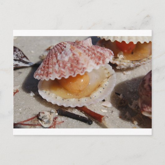 Beach Clam Postkarte (Vorderseite)