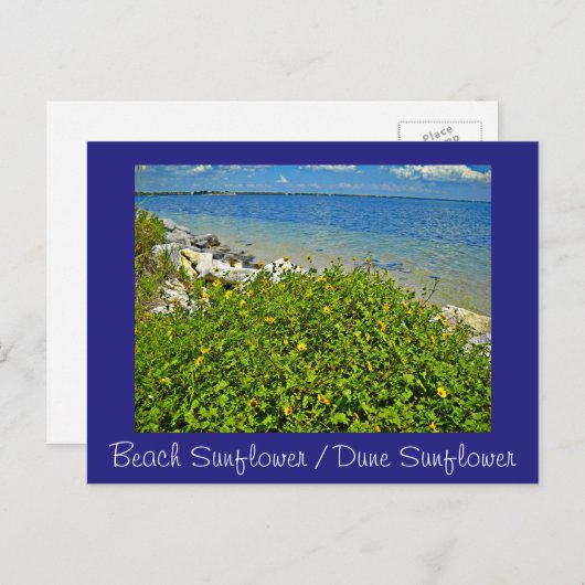 Beach / Dünensonnenblume Postkarte oder Einladung (Vorne/Hinten)