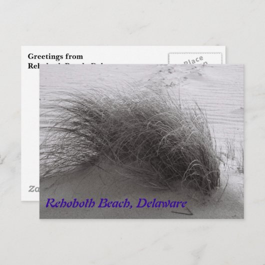 Beach Grass RehoBeide Postkarte (Vorne/Hinten)