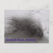 Beach Grass RehoBeide Postkarte (Vorderseite)