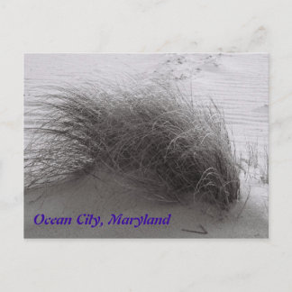 Beach Grassi Ocean City Postcard Postkarte