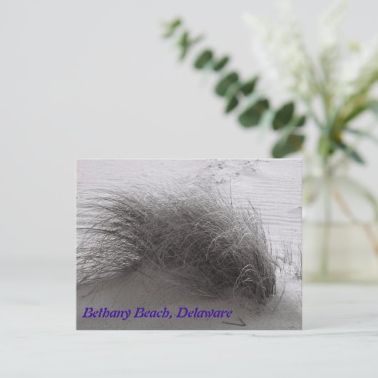 Beach Grasss Bethany Postcard Postkarte (Stehend Vorderseite)