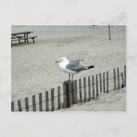 Beach Gull Postkarte (Vorderseite)