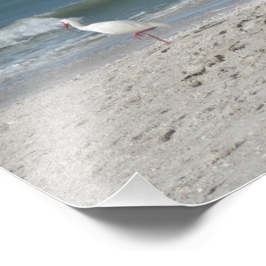 Beach Ibis Fotodruck (Ecke)