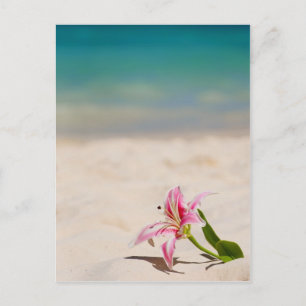 Beach Lily Postkarte