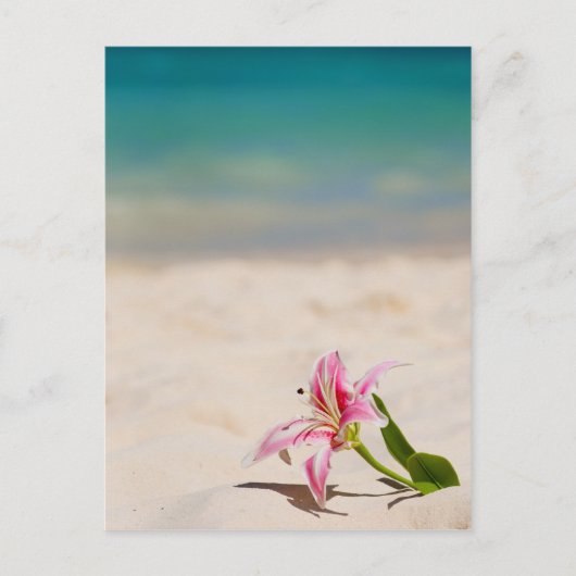 Beach Lily Postkarte (Vorderseite)