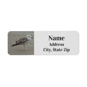 Beach Lone Seagull Foto Ocean Bird