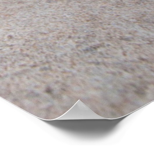 Beach Morning Glory (Ipomoea Stolonifera) Poster (Ecke)