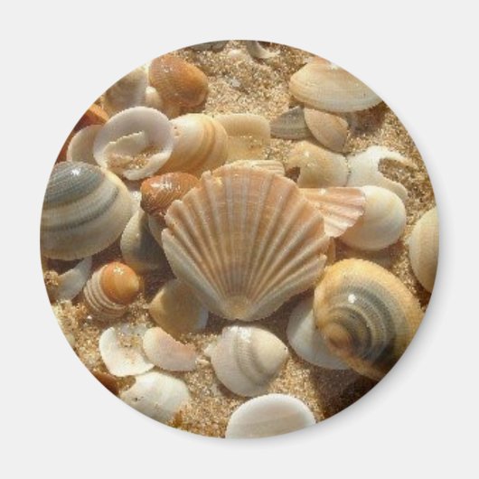 Beach Muscheln Magnet (Vorne)