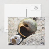 Beach Muscheln Postkarte (Vorne/Hinten)