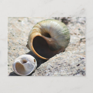 Beach Muscheln Postkarte