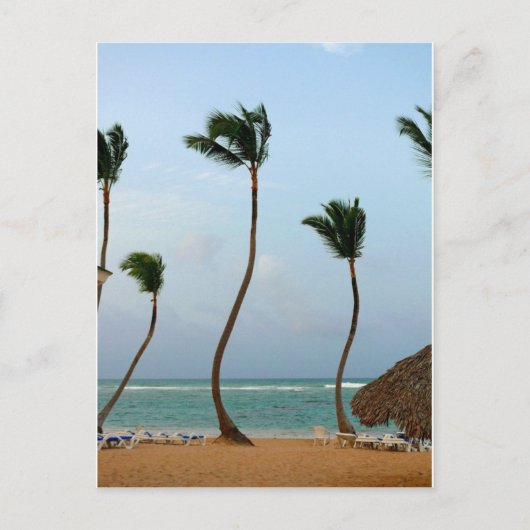 Beach Palm Postkarte (Vorderseite)