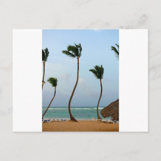 Beach Palm Postkarte (Vorderseite)