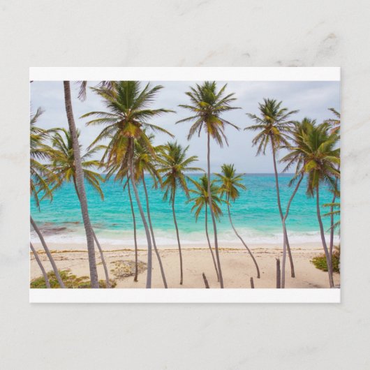 Beach Palms Postkarte (Vorderseite)