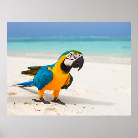 Beach Parrot Poster (Vorne)
