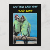 "Beach Parrots" Gemälde auf einem Postkarte (Vorderseite)