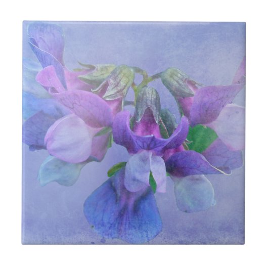 Beach Pea Blume Fliese (Vorderseite)