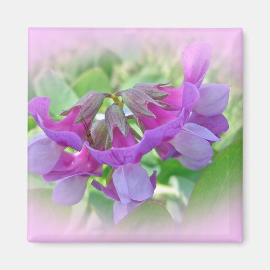 Beach Pea - Lathyrus japonicus - Wildblume Magnet (Vorne)