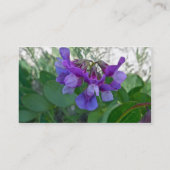 Beach Pea (Lathyrus maritimus) Visitenkarte (Rückseite)