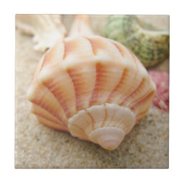 Beach Seashell Foto Fliese