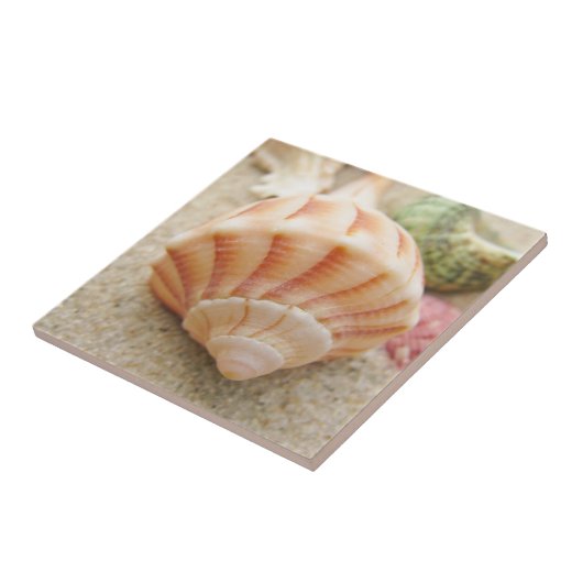 Beach Seashell Foto Fliese (Seite)