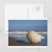 Beach Seashell Postkarte (Vorne/Hinten)