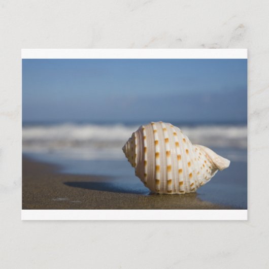 Beach Seashell Postkarte (Vorderseite)
