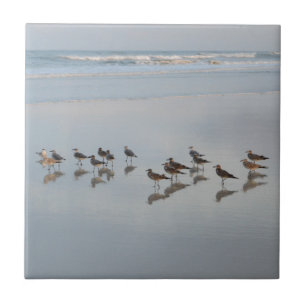 Beach Shore Birds Nature Foto Landschaftliche Küst Fliese