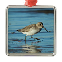 Beach Shorebirds Szene - Dunlin
