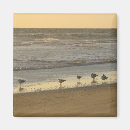 Beach Terns Birds Sunrise Ocean Fotografy Magnet (Vorne)