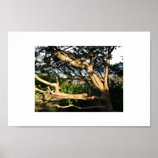 Beach Tree, Ogunquit, Maine Poster (Vorne)