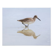 Beach Willet Fotodruck (Vorne)