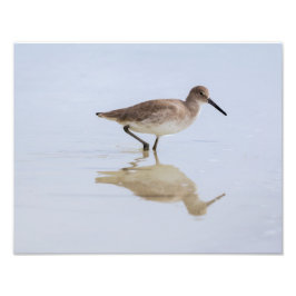 Beach Willet Fotodruck