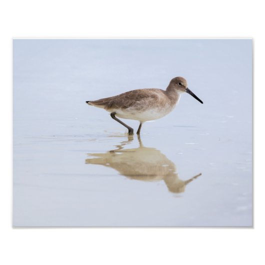 Beach Willet Fotodruck (Vorne)