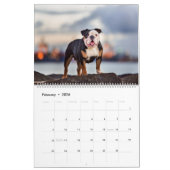 Beachbum Bulldogs und andere Abenteuer Kalender (Feb 2026)