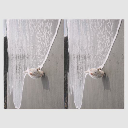 Beachcoming Westie Foto Tissue Paper Seidenpapier (Vorderseite)