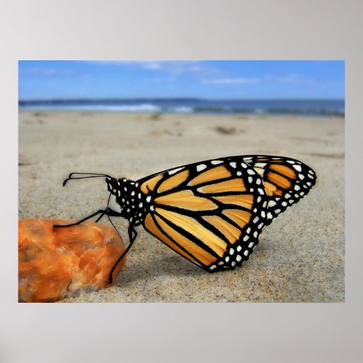 Beached Butterfly von TDGallery Poster (Vorne)