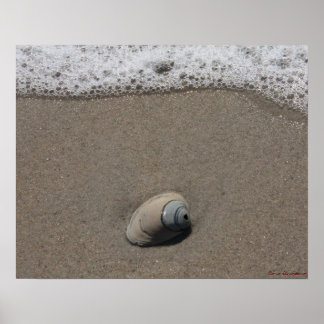 Beachy Clamshell Poster