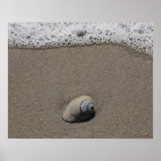 Beachy Clamshell Poster (Vorne)