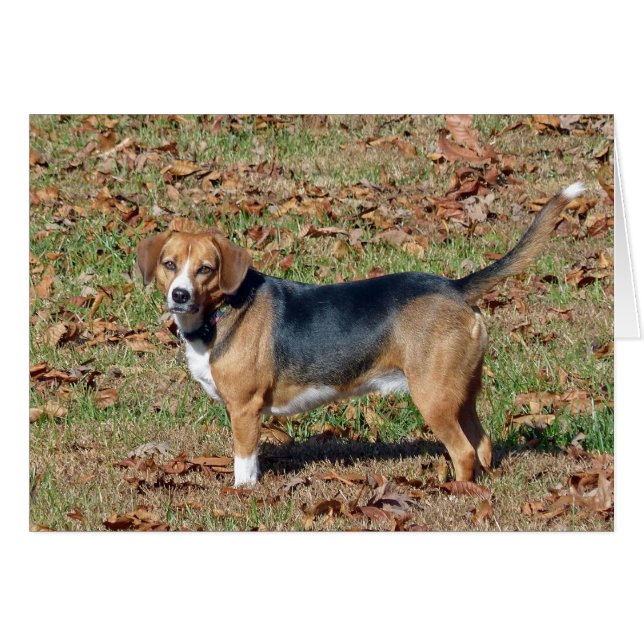 Beagle (Vorderseite (Horizontal))