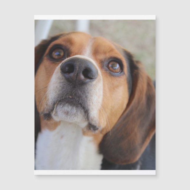 Beagle 2.png magnetkarte (Vorderseite)