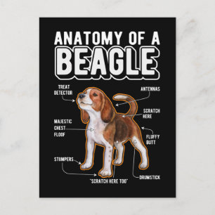 Beagle Anatomy Funny Dog Postkarte